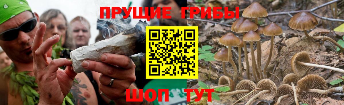 Псилоцибиновые грибы Cubensis Якутск